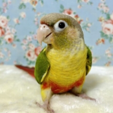 ウロコインコ  パイナップル🍍( ･θ･)🍍