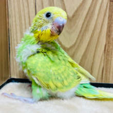 ベビーフェイスの妖精さん🧚セキセイインコ（スパングル）