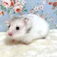 ロングコートハムスター  男の子  🐹