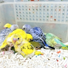 セキセイインコひなちゃんずたくさん来てくれました〜🪶✨.ﾟ･*
