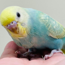 【最新画像更新🪄】食欲旺盛◎くりくりお目目が可愛い♡セキセイインコ（パステルカラーレインボースパングル）