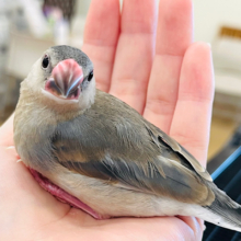【最新画像更新🪄もうすぐひとり餌‪☆】その目の先に映るものは。。。桜文鳥 ヒナ
