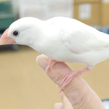 【最新画像・動画更新🪄もうすぐひとり餌‪☆】動きがシンクロしちゃう‪☆白文鳥 ヒナ