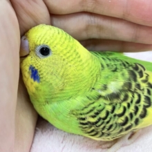 💚ビビットカラー全開！！💛セキセイインコ(パイド 2024年3月生まれ)