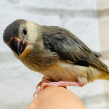 【最新画像更新🪄】いろんな変化が楽しみなコ！　桜文鳥〜〜