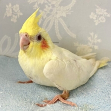 王道キュートな！🤭👑真っ白ボディ‎🤍 オカメインコ(ルチノー2024年4月生まれ)