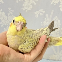 温かみを感じるパ〜ル〜🌼♡🫧オカメインコ(2024年4月生まれ)