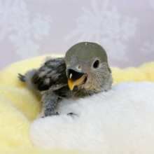 珍しい🩶コザクラインコ(モーブ)2024年4月生まれ