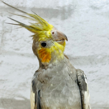 【最新画像更新🪄】動画あり☆　ジワジワ系♡揉めば揉むほど緩む頬♡オカメインコ(ノーマル)