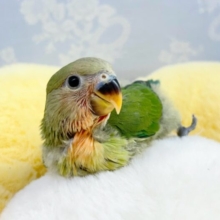 あたたか〜い緑色😌💚王道ノーマルたん👑𓈒𓂂𓏸コザクラインコ(ノーマル2024年4月生まれ)