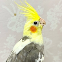 ✨最新画像✨にっこり笑顔😊 オカメインコ(パイド2024年3月生まれ)