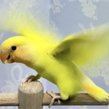 ✨️最新画像✨️ひまわりの花びらで着飾ってる🤭🌻´-コザクラインコ(ルチノー) 2024年4月生まれ