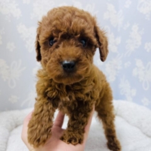 構ってくれなきゃ泣いちゃうぞ😢超甘えん坊なトイプードルくん‼️