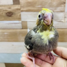 首元に入るイエローが可愛いんです💕黒多めのオカメインコ（パイド）