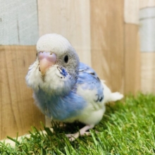 最新画像有り⭐️白い羽がとっても綺麗なんですっ✨セキセイインコのパイド！！