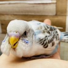 最新画像あります❗️黒とブルーの模様が綺麗すぎます⭐️セキセイインコのハルクイン！！