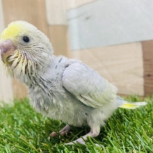レアカラー✨カッコいいお色のセキセイインコ（イエローフェイスグレースパングル）🩶