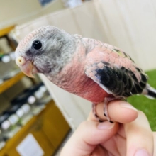 ちょこまかちょこまか〜💨しゅっぱ〜つ！💨💨🩷　アキクサインコ　ローズ