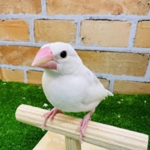 二和店産まれ③ママ似の白文鳥〜☆