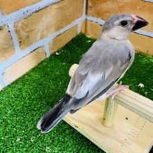 二和店産まれ①少し白混じりの桜文鳥〜♡