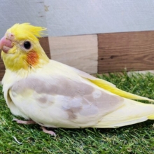 クリーム多めのパイドが可愛すぎる🥰オカメインコシナモンパイド⭐️