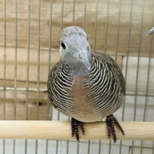 鳴き声の綺麗な鳩♡チョウショウバト入舎しました！