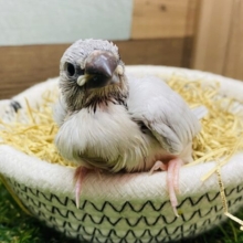 むむむ…何か言いたげな表情です🤭カッコ良さを放つシルバー文鳥🩶