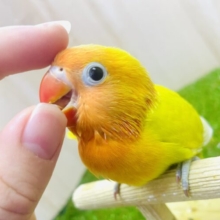 けろけろケロッピー☀☀☀✨明るめイエローがまぶしいぜっっっ✨☀☀☀　ヤマブキボタンインコ　イエロー　
