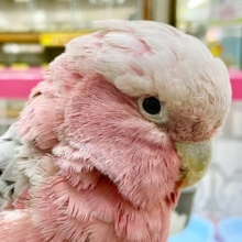 最新画像あり！動画あり！うっとり～おっとり～🍑 モモイロインコ(女の子)