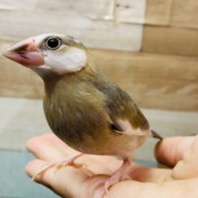 最新画像有ります❗️お口いっぱい開けてせーの！桜文鳥のヒナ！！