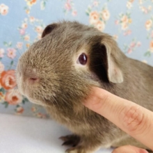 最新画像🌟初入舎❢❢カピバラじゃないよ❤︎⁎˃ ˂ ロシアンモルモットさん､男のコ❤︎♂