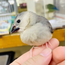さし餌2回💓最新画像になりますよ💫つんつんスズメちゃ〜ん🐧🐧🐧　桜文鳥　
