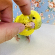 かわいすぎてﾃﾞﾚﾃﾞﾚ🥰❤︎手乗りセキセイインコ(イエローハルクイン)🌻