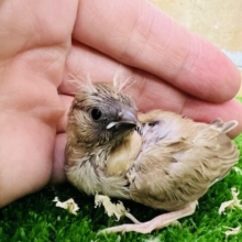 ご飯センサー付き？可愛すぎるキンカチョウの雛！（シナモン）
