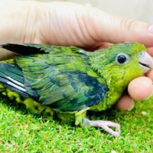 ただいまっ！まるまる🥚ぴーぽぽ先輩🫶🟢　サザナミインコ　ノーマル