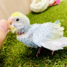 👑🩵💛🩶ワンツースリーで虜マジック🪄🪄✨✨🫨　セキセイインコ　パステルレインボー
