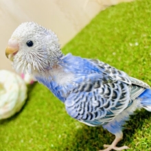 海にも負けない🧢👕👖🧦👟色鮮やかで勝負🫶🙌🙌　セキセイインコ　オパーリン