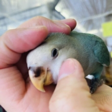 最新画像🌟くっつき虫さん🥰人が大好き激かわコザっち🩵*ˊᵕˋ 手乗りコザクラインコ(ブルーチェリー)🗽❤︎