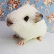 大物になる予感大❤︎* ॑꒳ ॑* 激かわイングリッシュモルちゃん､男のコ❤︎♂