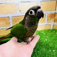 甘えん坊すぎ♡ホオミドリウロコインコ（ノーマル）
