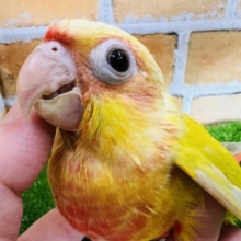 ひまわりカラーがハッピー印☆マルゲリータ色💛ウロコインコのサンチーク☆