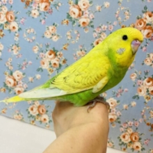 むちむちぷりぷりだよ❤︎ˊ꒳​ˋ* 手乗りジャンボセキセイインコさん🫧