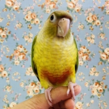 最新画像🌟お腹にハート❤️*ˊᵕˋ 一人餌です❢❢手乗りウロコインコ(シナモン)🪶✨