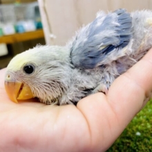 幻想的🌕とびっきりのチャーミング🙌💓見せつけて📷✨✨　コザクラインコ　バイオレットパイド
