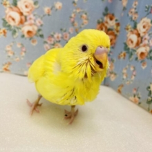 こりゃたまらん🥲❤︎ﾃﾁﾃﾁﾋﾟﾖﾋﾟﾖ近づくよ♩🐾手乗りセキセイインコ(ルチノー)さん🔆