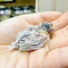 レアカラー✨キンカ鳥さん登場🌟🌟🌟おちょびげがかわいい🌸　キンカ鳥　シルバー