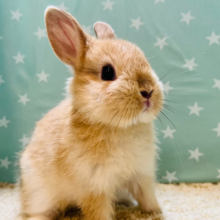詰まったお顔がキュートです♡ネザーランドドワーフ(オレンジ) 男の子