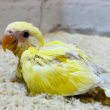 おしりの綿毛はいつまで？？たまごの妖精🐣🫧コザクラインコ(クリームルチノー) ヒナ