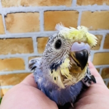 これぞ激レア?個性が爆発！イエローフェイスの羽衣セキセイインコ！！