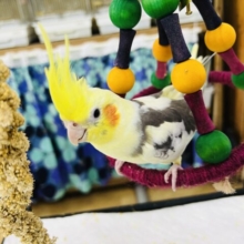 お年頃？♡画像更新☆お顔に黒ゴマ？はっきり模様のオカメインコ（パイド）